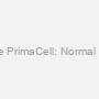 Mouse Bone PrimaCell: Normal Osteoblasts
